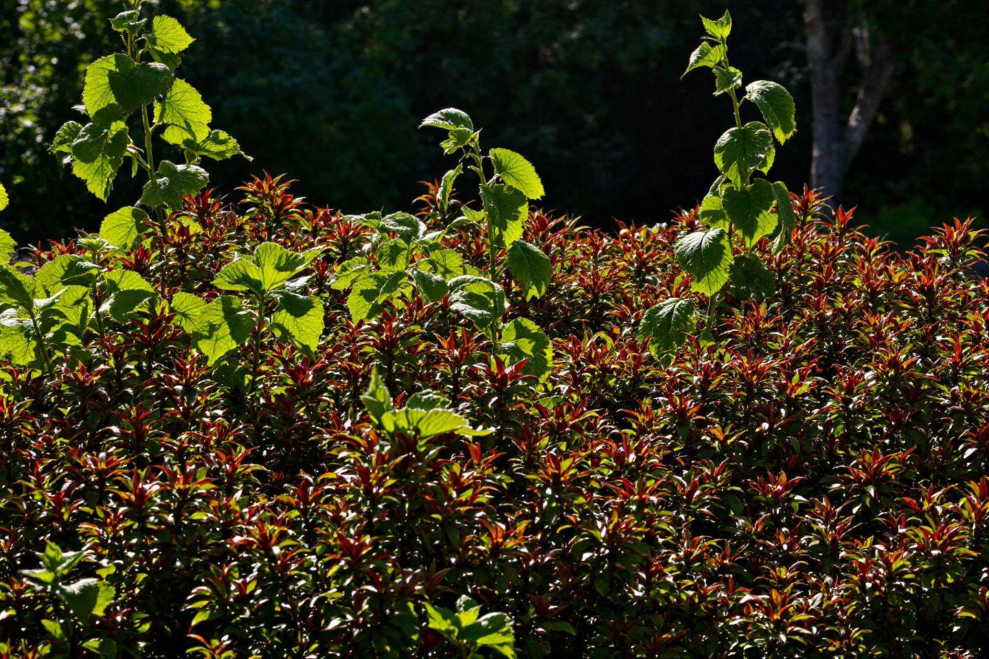 Feuillage dense avec des teintes vertes et rouges sous la lumière