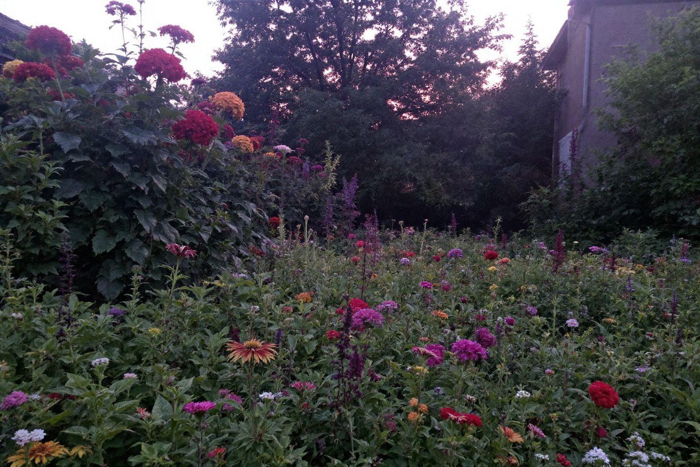 Massif de fleurs multicolores avec arbres en arrière-plan