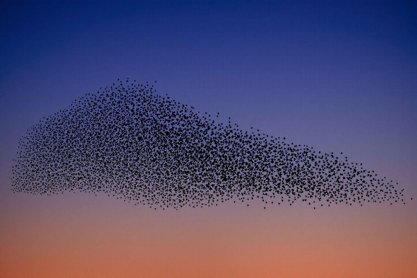 Grande volée d'oiseaux en forme de vague au coucher du soleil