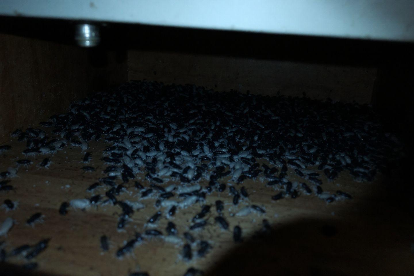 Gros plan sur un essaim de petits insectes sombres