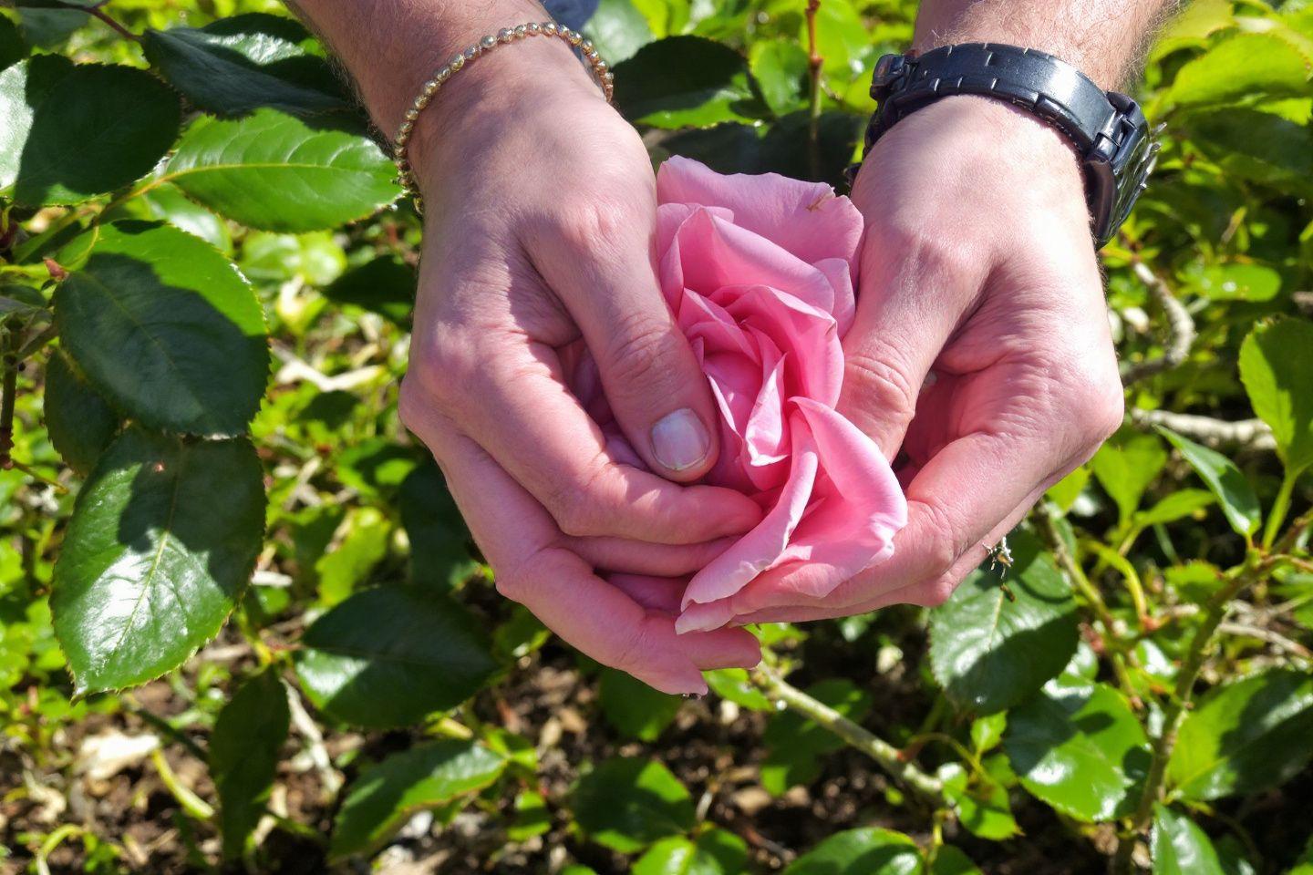 Mains tenant une rose rose tendre entourée de feuilles vertes
