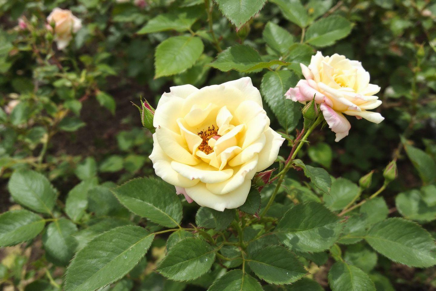 Deux roses jaunes épanouies parmi des feuilles vertes