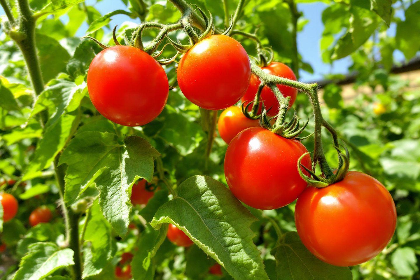 Gros plan de tomates rouges suspendues à une tige verte