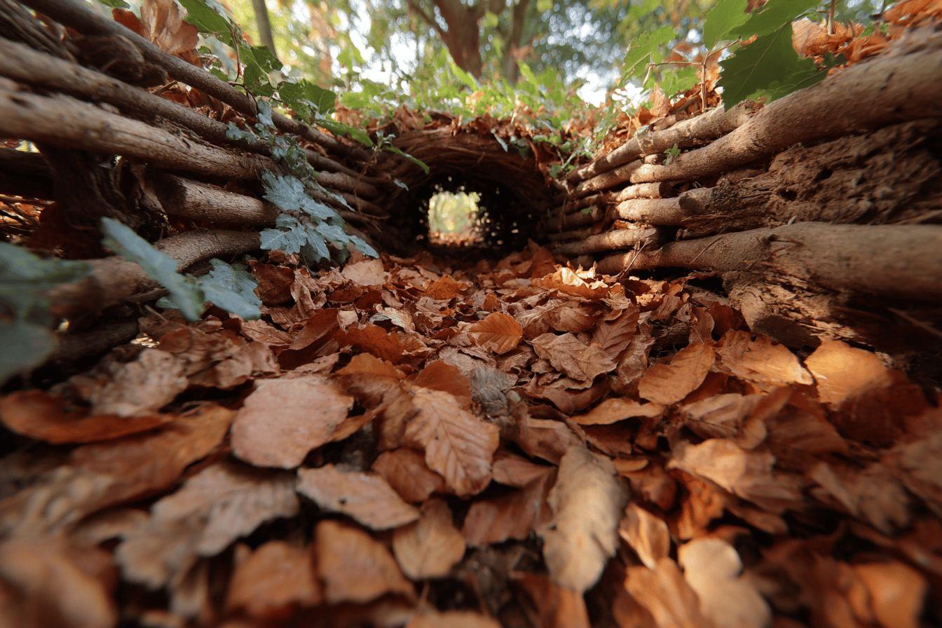 Tunnel forestier fait de branches avec des feuilles automnales